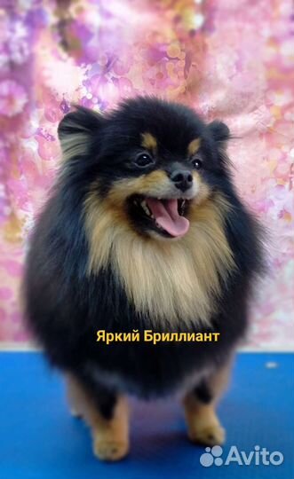 Померанский шпиц. Вязка