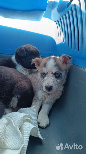 Голубоглазикам очень нужен дом