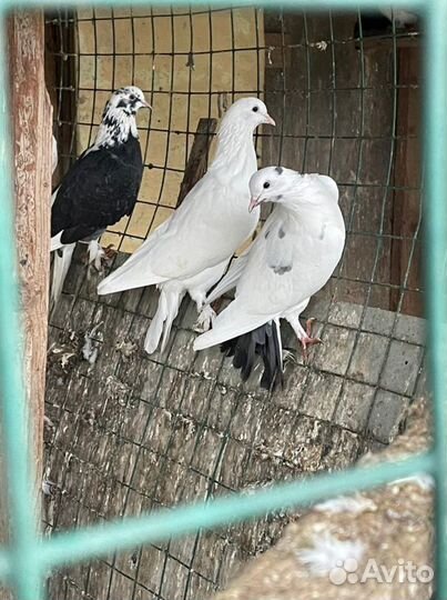 Бойные голуби(армянские,бакинские,иранские и т.п)