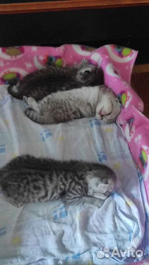 Британские котята