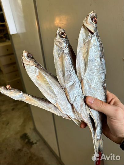 Вяленная рыба