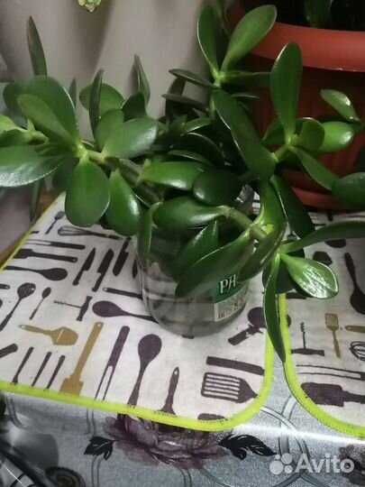 Толстянка (денежное дерево)