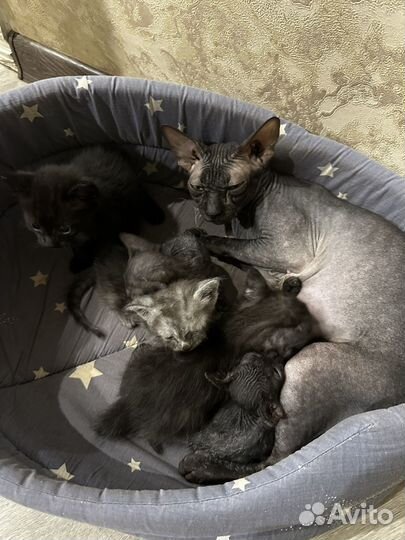Котята сфинкс