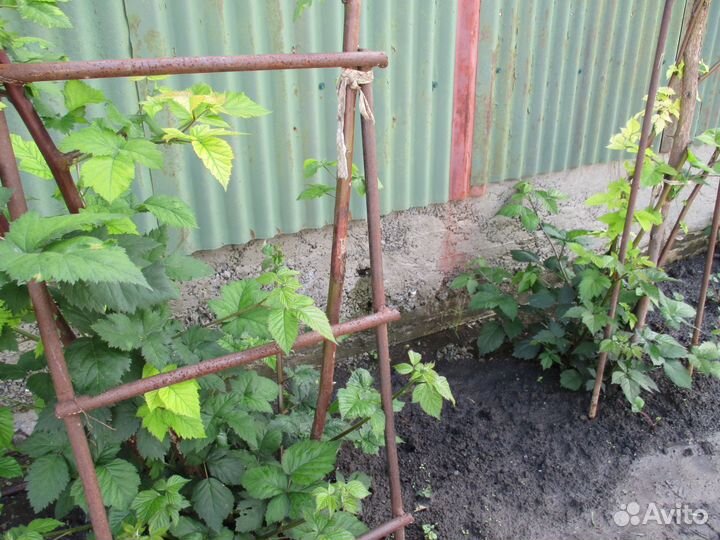 Безшиповая ежевика