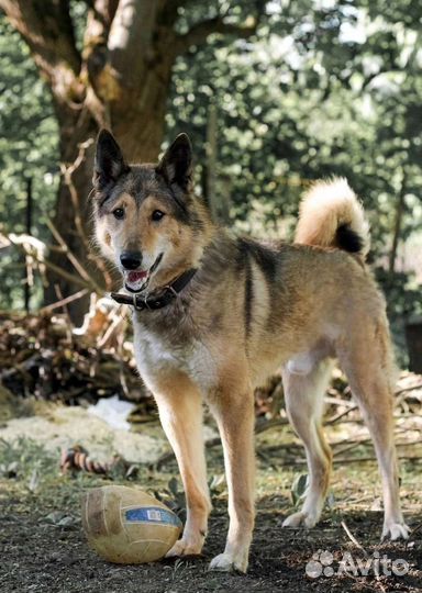 Собака из приюта в добрые руки