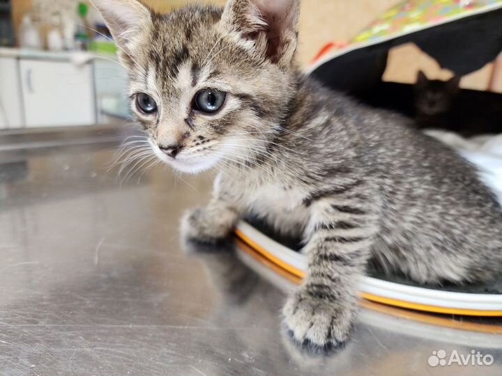 Котята мальчики 2 месяца