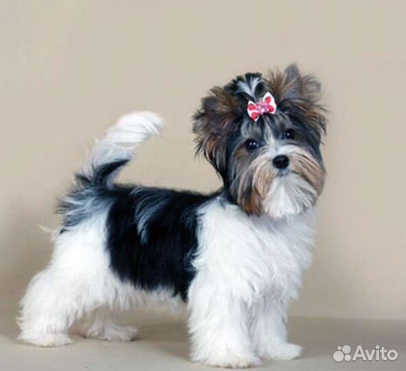 Бивер йорк девочка