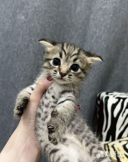 Шотландские котята (помесь с британцем)