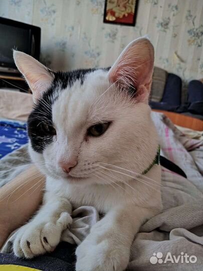 Котик бесплатно в добрые руки