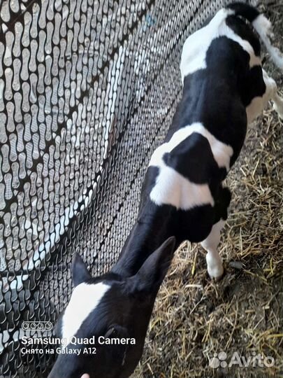 Телята бычки