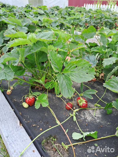Клубника 2 сорта
