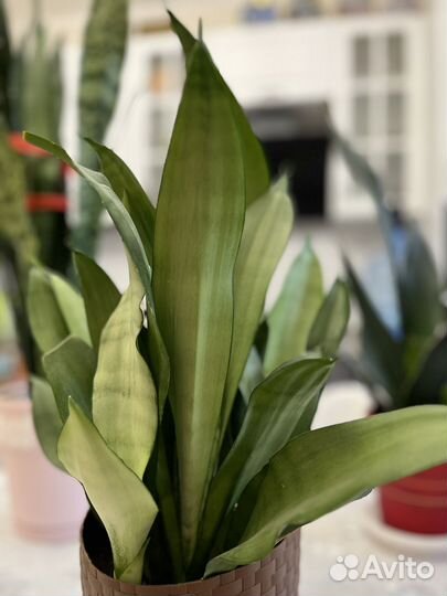 Сансевиерия