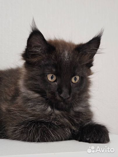 Котенок мейкун (девочка)