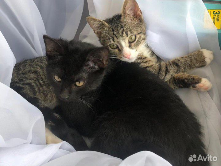 Котята в добрые руки мальчики