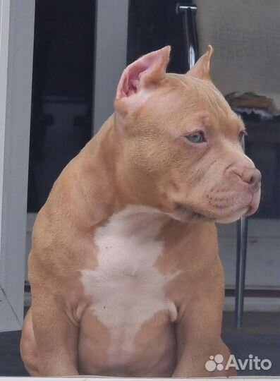 Американский булли мальчик классик Шоу класса