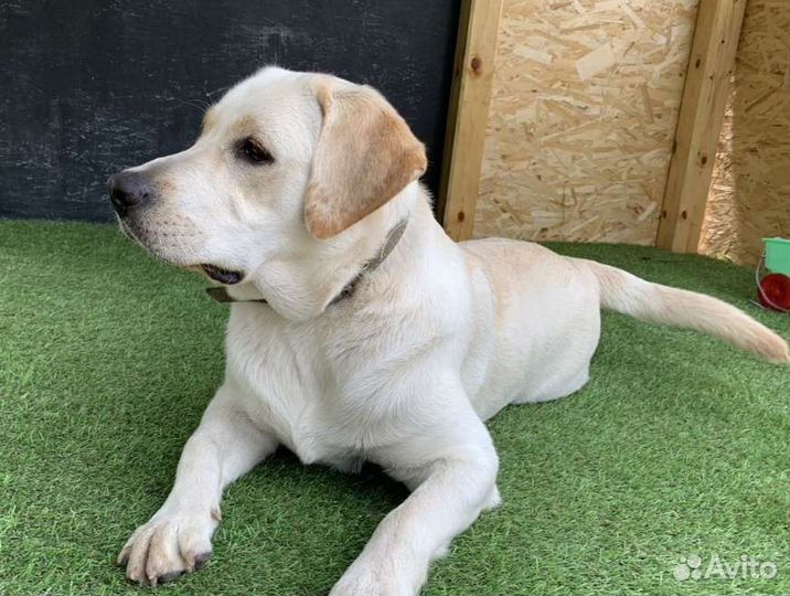 Прогулки с лабродором, общение с щенками