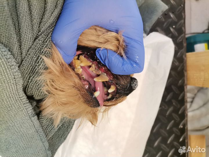 Стрижка собак и ультразвуковая чистка зубов