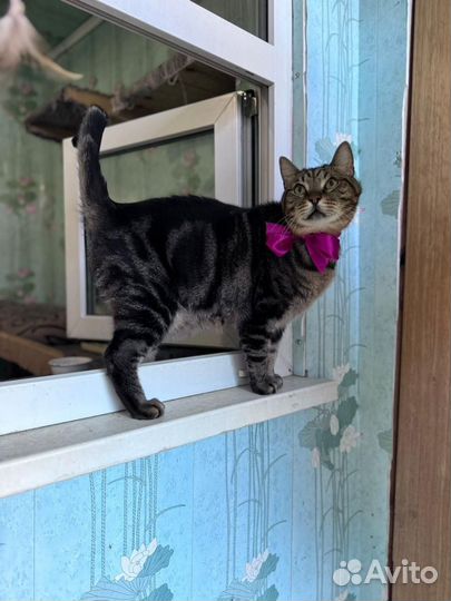 Добрый кот ищет дом