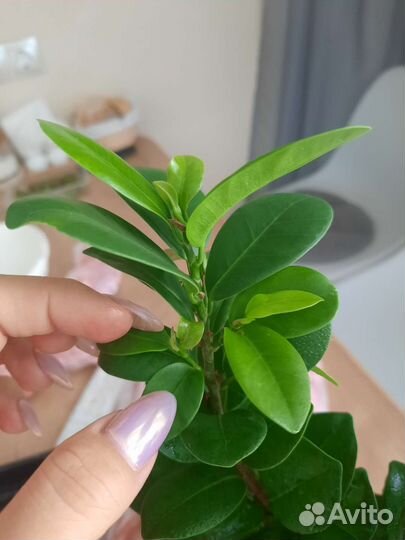 Фикус микрокарпа гинсенг