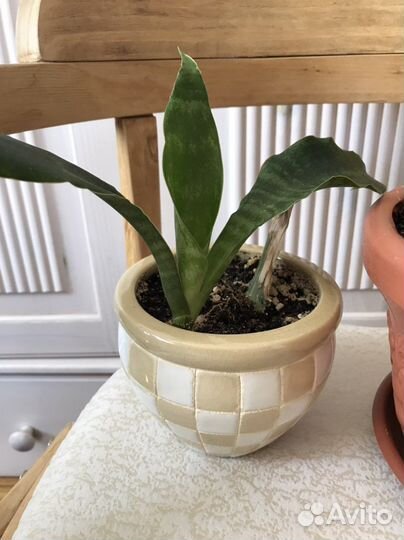 Комнатные цветы драцена и сансивьера