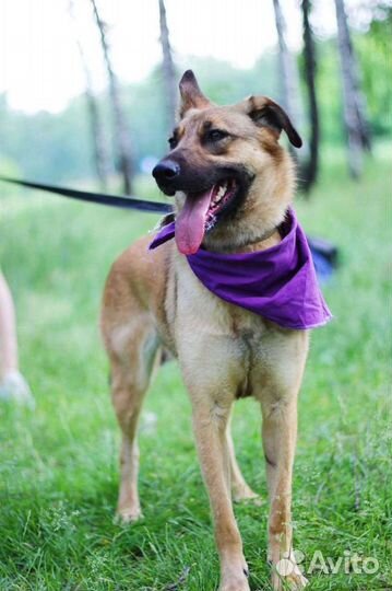 Собака в добрые руки