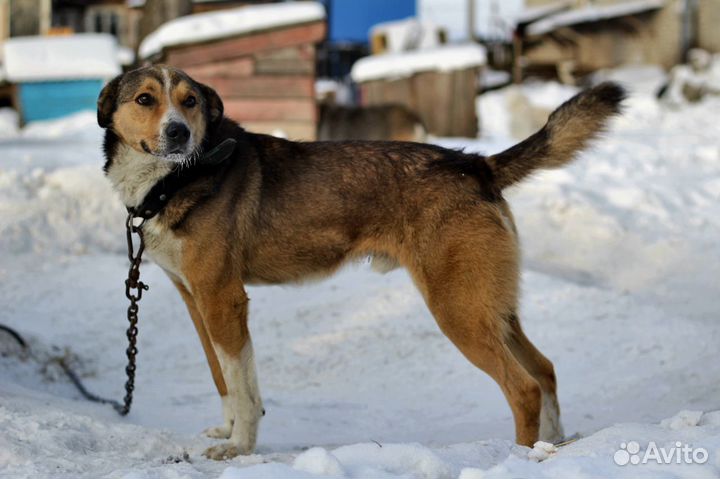 Крафт заждался хозяина
