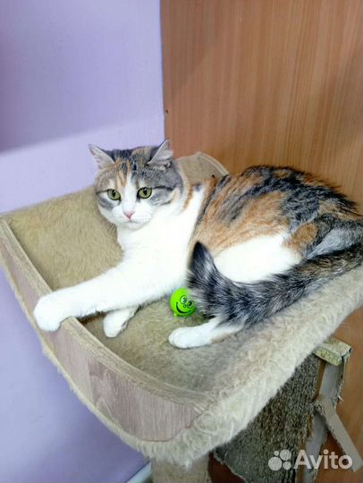 Кошки в добрые руки бесплатно