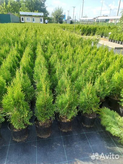 Туя Смарагд С3 40-55 см