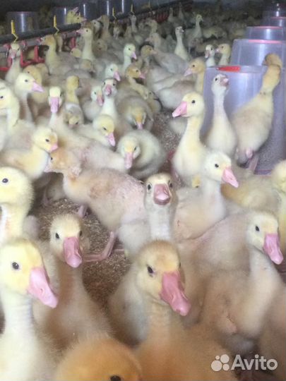 Цветной бройлер (мясояичные), бройлер, доминант