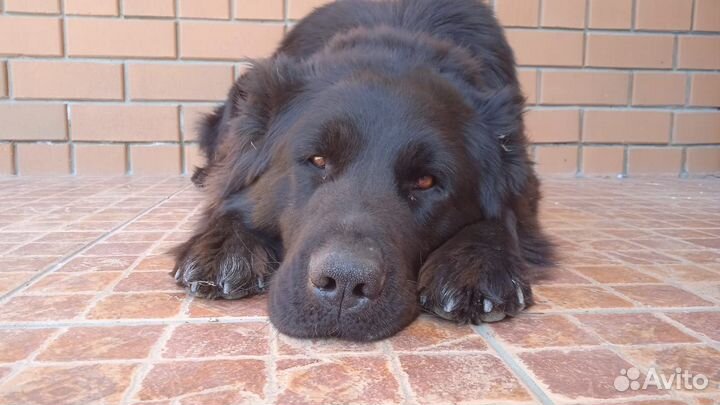 Щенки алабая в добрые руки