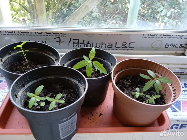 Семена эвкалипта несколько видов есть проросшие