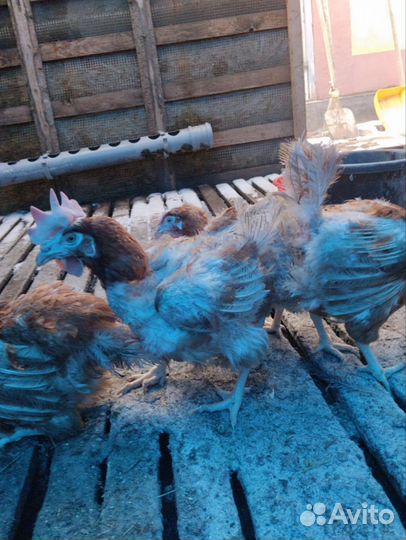 Куры несушки