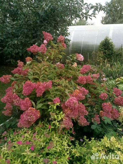 Гортензия метельчатая Ванила фрайз