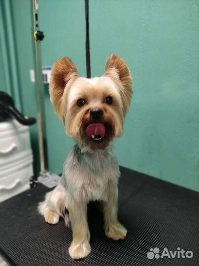 Стрижка кошек и собак Солнечный