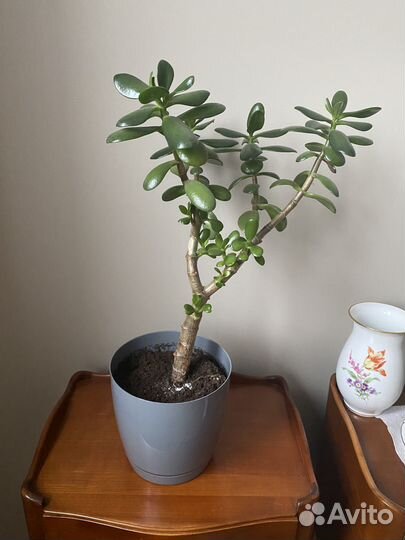 Толстянка - денежное дерево