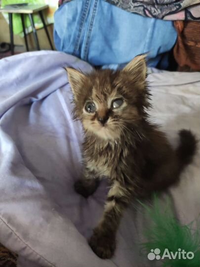 Отдам бесплатно животные