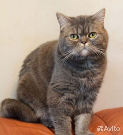 Британская красотка