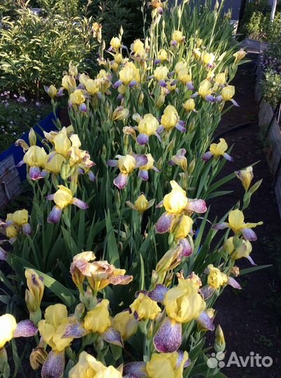 Ирисы бело-сиреневые и желто-сиреневые