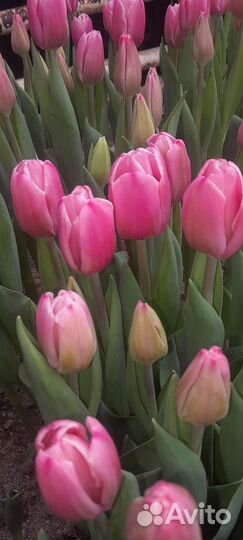 Продажа тюльпанов к 8 марта