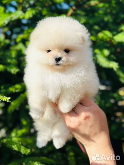 Померанский шпиц