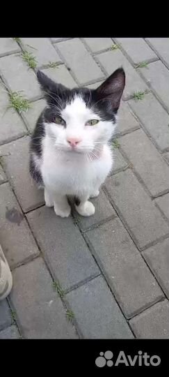 Замечательный котей ищет искренних друзей