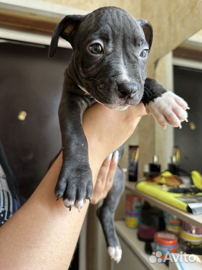 Щенки питбуля