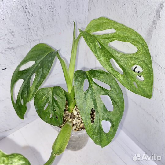 Монстера адансона минт