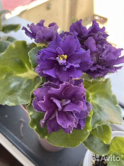 Сортовые фиалки