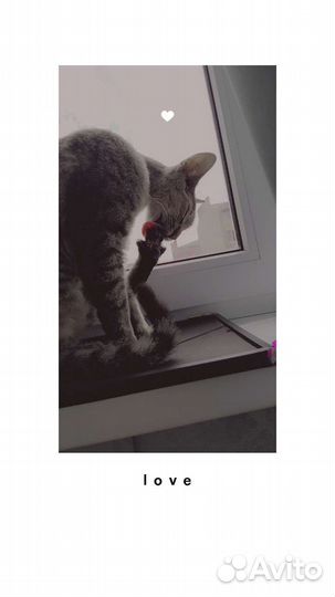 Породистый котик в добрые ручки