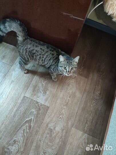 Пристраивается котик