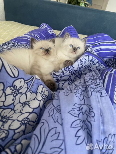 Невские маскарадные котята