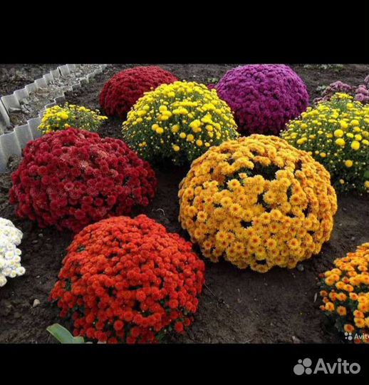 Хризантемы мультифлора