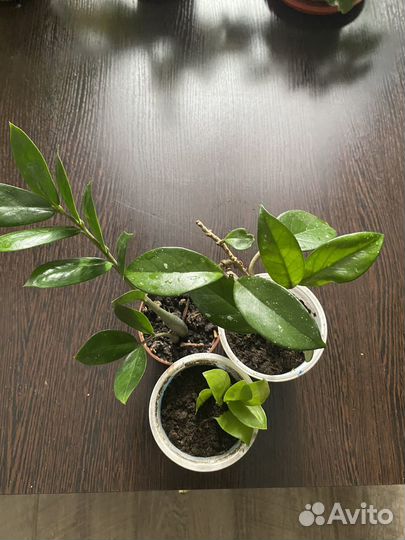 Колеусы, фиалки, замия, хойя