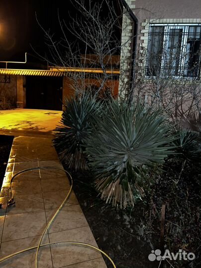 Пальма юкка